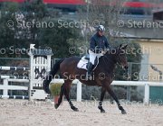 Dahila della Verdina Tosc Tour2013- S5 1792 : Arezzo, Cavalli d'Italia, Dahila della Verdina, Toscana Tour 2013, foto di Stefano Secchi ©